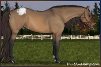 Horse Color:Bay Dun Varnish 