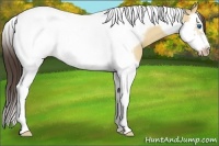 Horse Color:Amber Champagne Dun Splash Tobiano Frame 