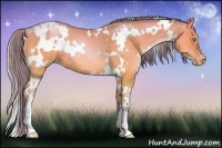 Horse Color:Watercolor White Spotted Buckskin Pearl Dun 