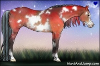 Horse Color:Painted White Spotted Brown Frame Rabicano 