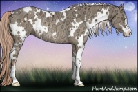 Horse Color:White Spotted Chocolate Palomino Ice Sabino Rabicano