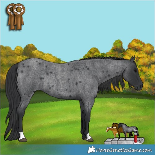 Horse Color:Blue Roan Rabicano 