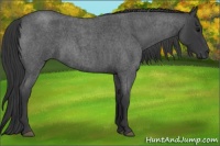 Horse Color:Blue Roan 