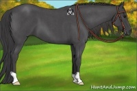 Horse Color:Smoky Blue Roan