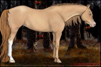 Horse Color:Gold Champagne Roan 