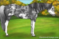 Horse Color:White Spotted Blue Roan Splash Frame Varnish 