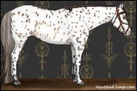 Horse Color:Buckskin Near Leopard 