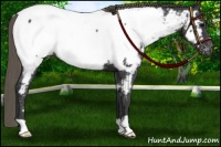 Horse Color:Smoky Black Near Fewspot 