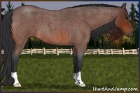 Horse Color:Bay Roan 