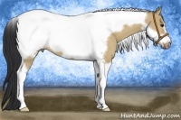 Horse Color:Bay Dun Tobiano Frame