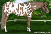 Horse Color:Chocolate Palomino Appaloosa 