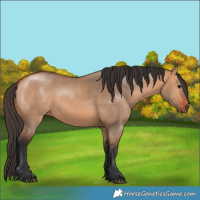 Horse Color:Bay Dun