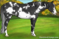 Horse Color:White Spotted Liver Chestnut Frame