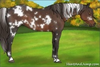 Horse Color:White Spotted Liver Chestnut 