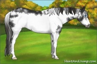 Horse Color:White Spotted Liver Chestnut Sabino Frame 