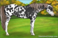 Horse Color:Liver Chestnut Sabino Appaloosa 