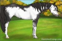 Horse Color:Liver Chestnut Sabino Frame 