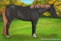 Horse Color:Liver Chestnut Sabino 