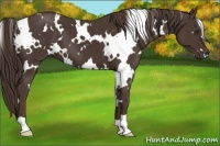 Horse Color:White Spotted Liver Chestnut 