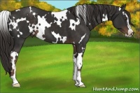 Horse Color:White Spotted Liver Chestnut Sabino 