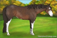 Horse Color:Liver Chestnut Sabino
