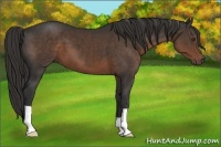 Horse Color:Liver Chestnut 