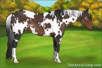 Horse Color:White Spotted Liver Chestnut 
