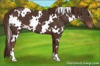 Horse Color:White Spotted Liver Chestnut Appaloosa 