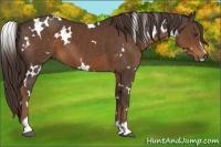 Horse Color:White Spotted Liver Chestnut Sabino 