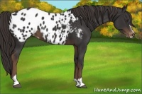 Horse Color:Liver Chestnut Sabino Near Leopard 