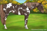 Horse Color:White Spotted Liver Chestnut Varnish 