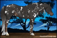 Horse Color:White Spotted Liver Chestnut