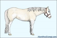 Horse Color:Silver Classic Cream Champagne Pearl Dun Splash Frame 