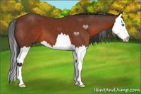 Horse Color:Bay Splash 