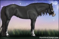 Horse Color:Liver Chestnut Sabino