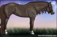 Horse Color:Liver Chestnut Sabino
