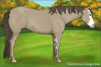 Horse Color:Classic Cream Champagne Splash Frame 