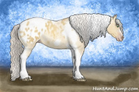 Horse Color:Gray Silver Amber Cream Champagne Roan Dun Splash Tobiano Frame Appaloosa Rabicano