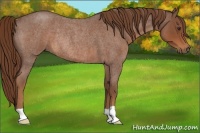 Horse Color:Red Roan Rabicano 