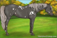 Horse Color:White Spotted Silver Black Rabicano 