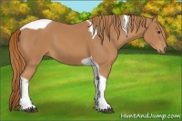 Horse Color:Chestnut Tobiano