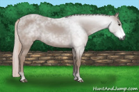 Horse Color:Gray Chestnut 