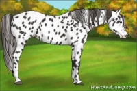 Horse Color:Liver Chestnut Sabino Appaloosa 