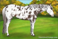 Horse Color:Liver Chestnut Sabino Appaloosa 