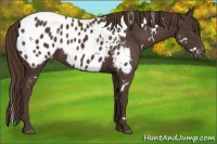 Horse Color:White Spotted Liver Chestnut Appaloosa 