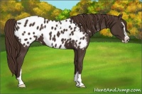Horse Color:Liver Chestnut Sabino Near Leopard 