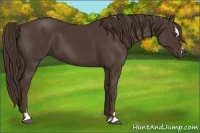 Horse Color:Liver Chestnut Sabino 