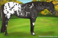 Horse Color:White Spotted Liver Chestnut Blanket
