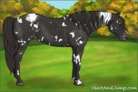 Horse Color:White Spotted Liver Chestnut Varnish 