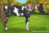 Horse Color:White Spotted Liver Chestnut 
